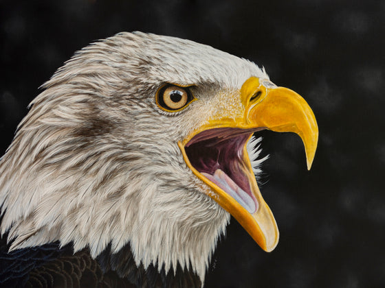 Bald eagle acrylic painting by Jill Dimond - eagle head with mouth open
