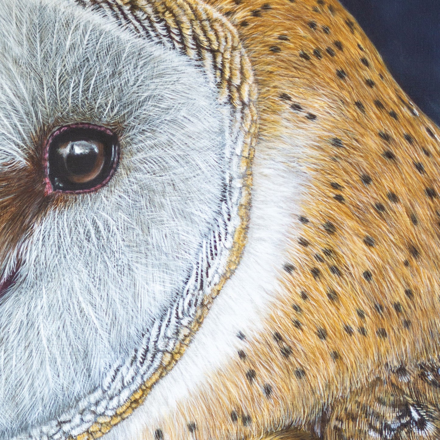 Barn owl portrait painting close-up 1 - by Jill Dimond