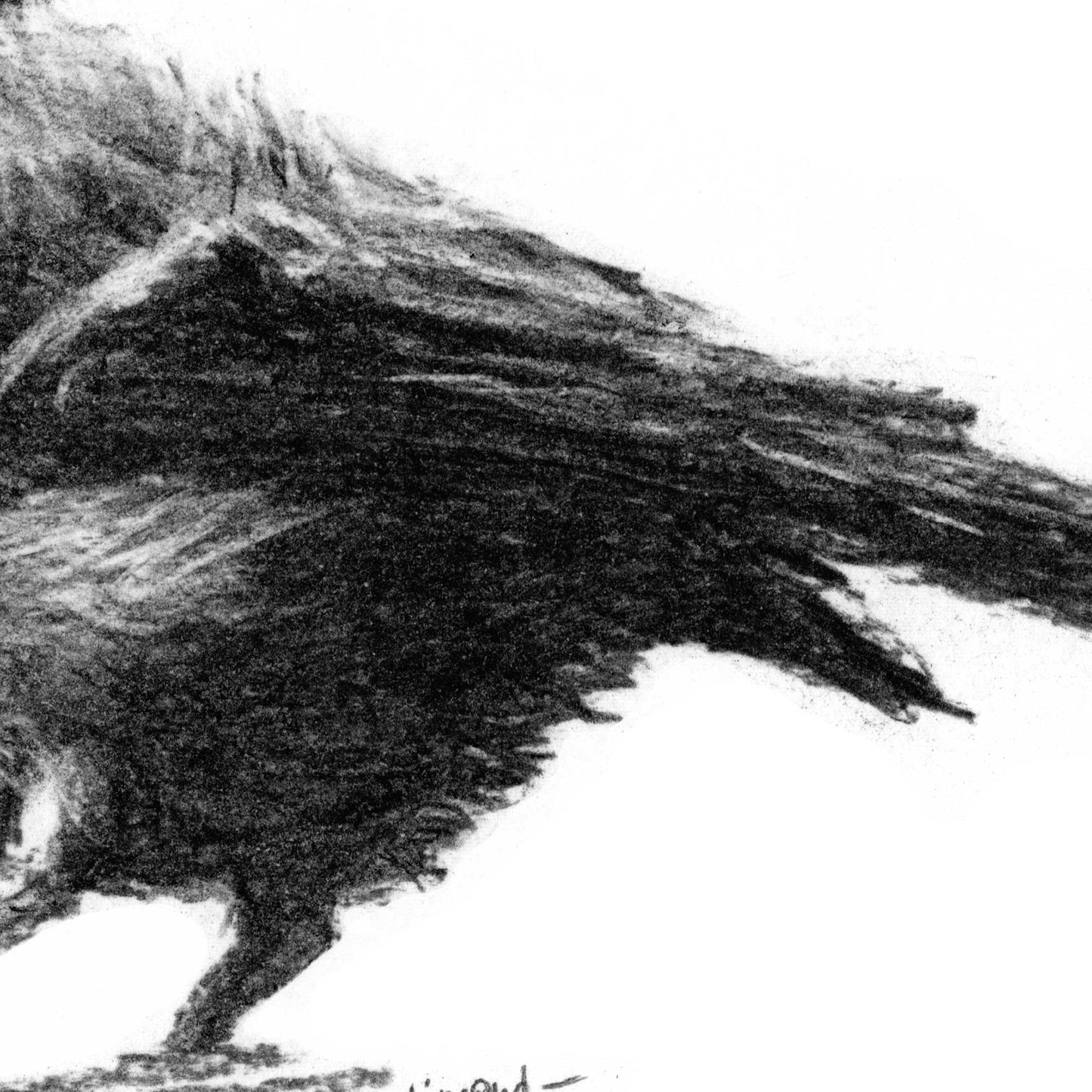 close-up detail of a charcoal drawing of a small bird's tail