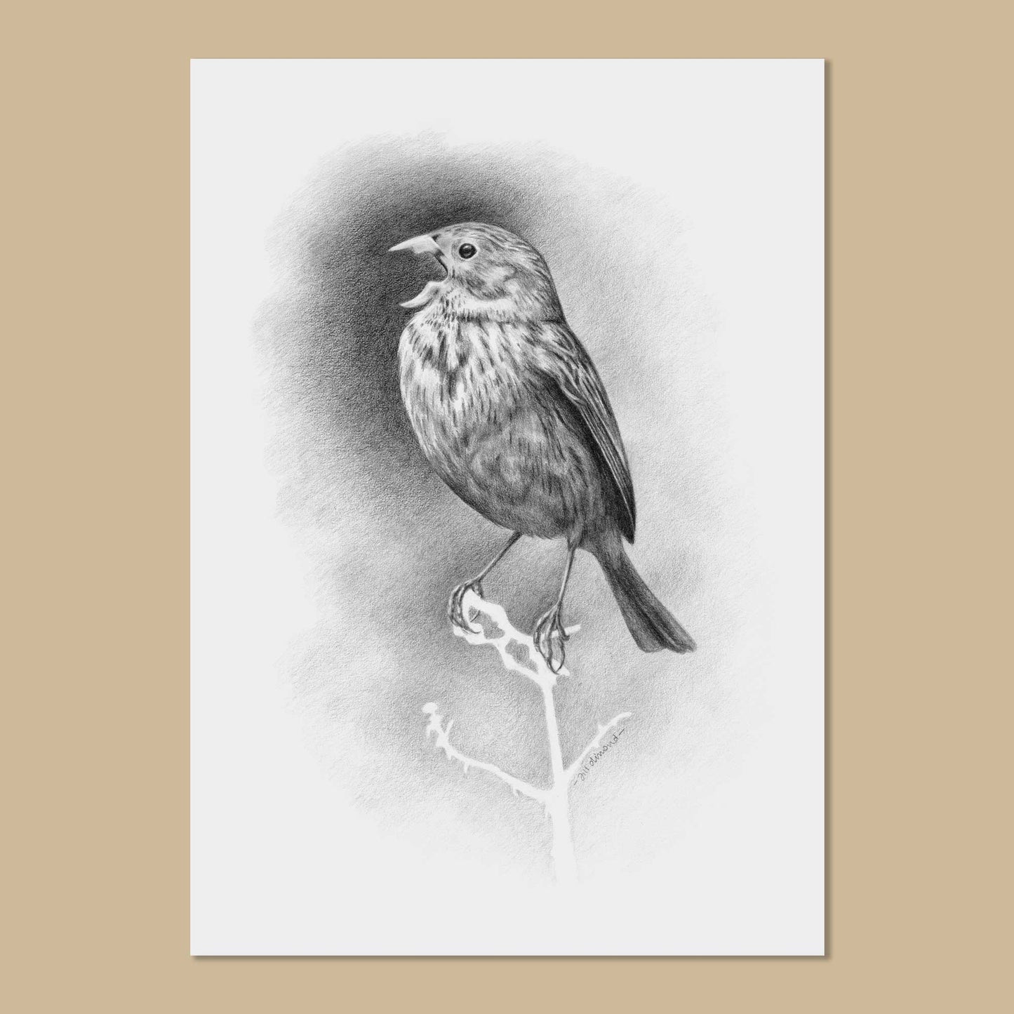 Black and white drawing on white paper of a small bird singing