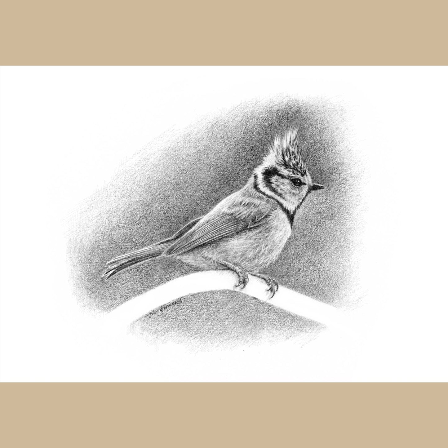 Black and white pencil drawing of a crested tit bird