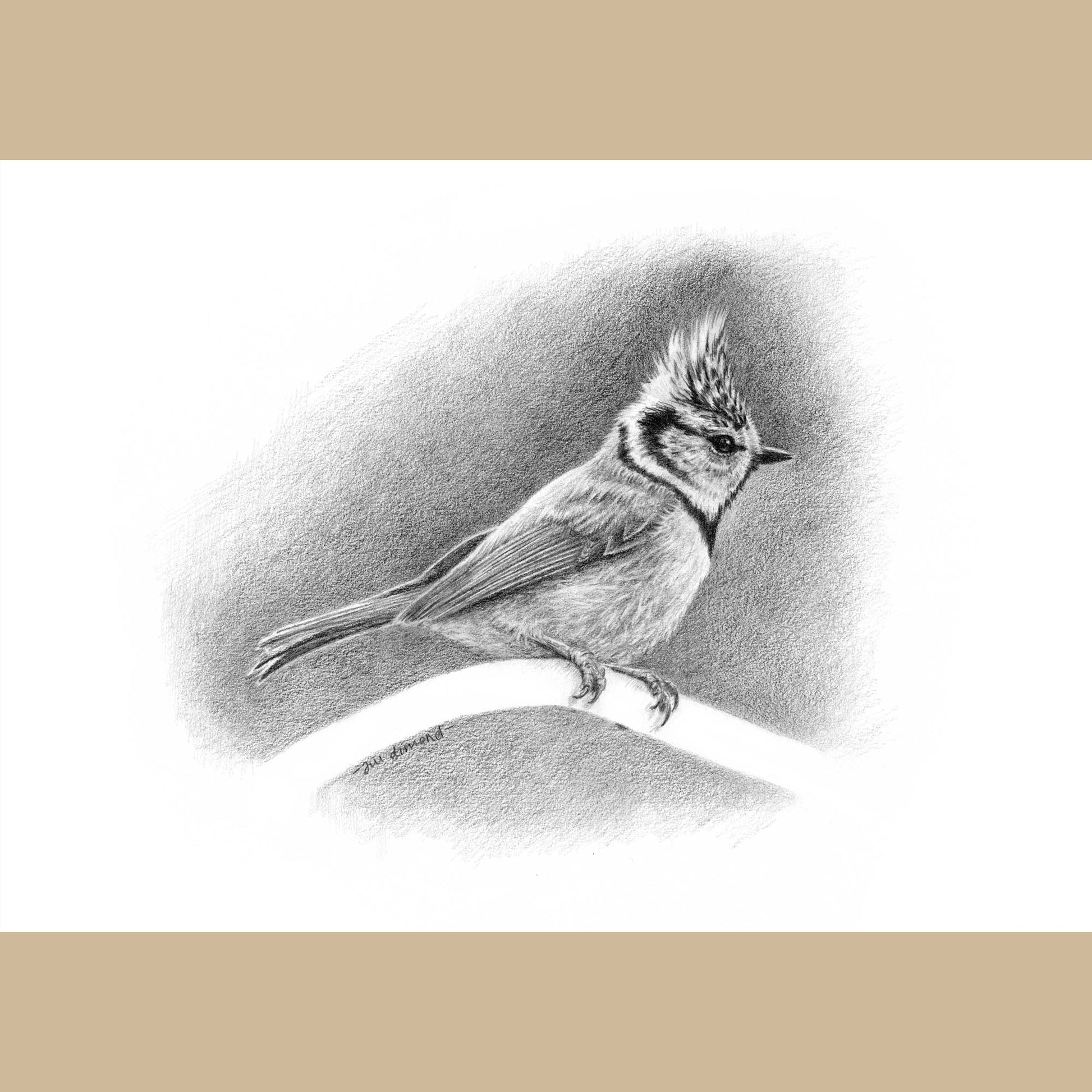 Black and white pencil drawing of a crested tit bird