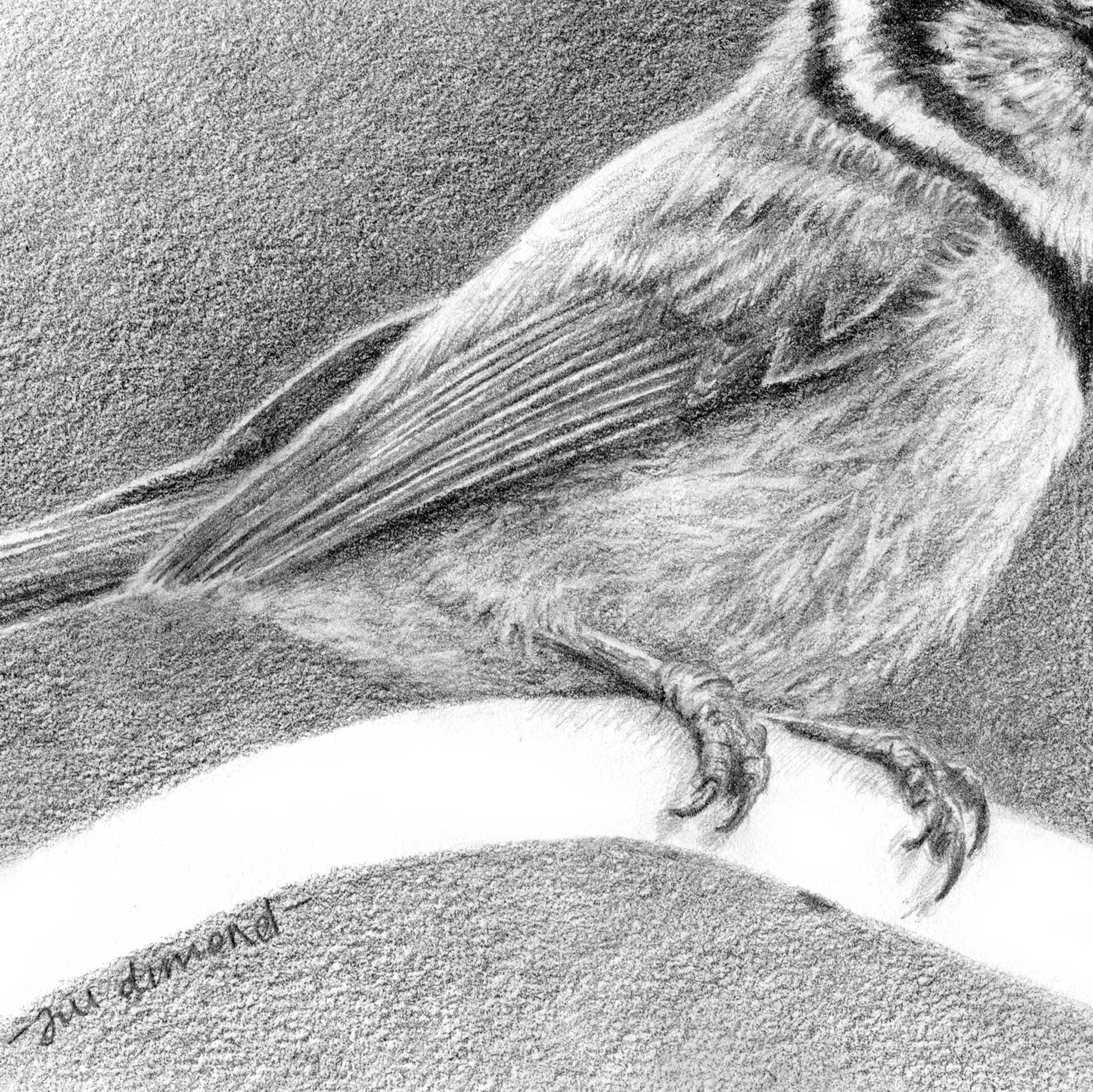 Close-up detail of a drawing of a crested tit's wing, chest and feet