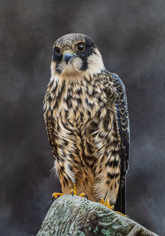Acrylic painting of a Eurasian hobby bird of prey by Jill Dimond