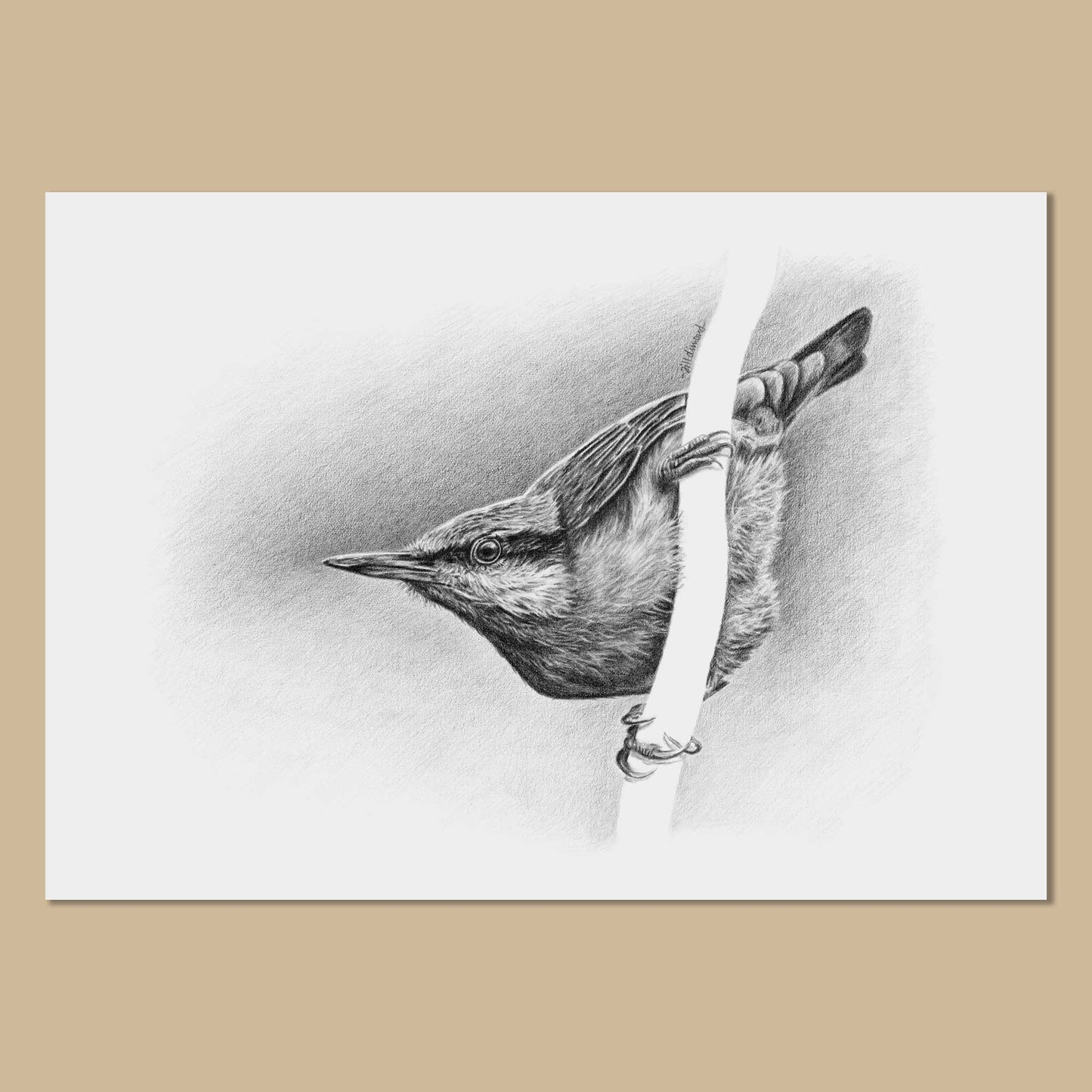 White art print with image of a black and white pencil drawing of a Eurasian nuthatch bird facing to the left.