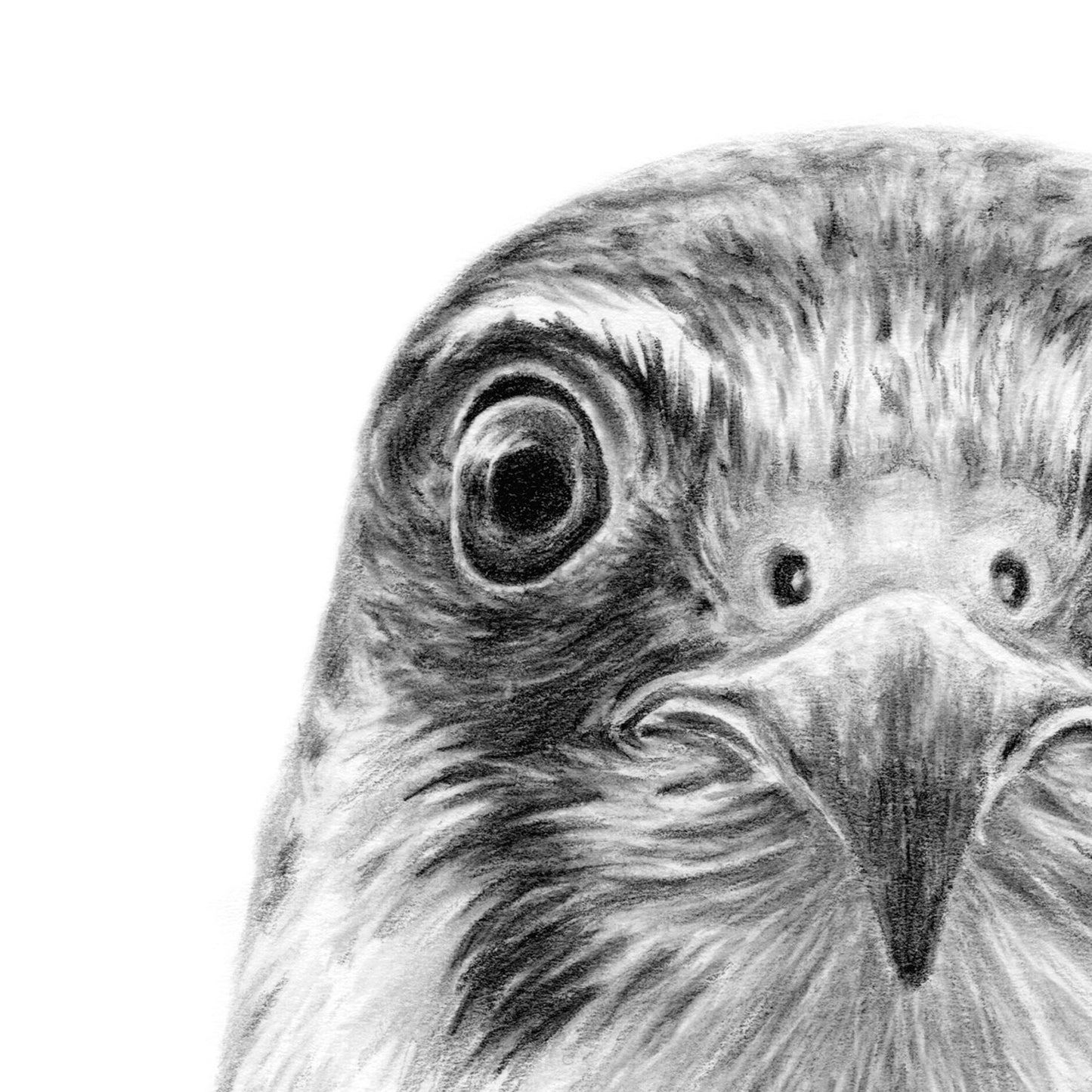Eurasian Hobby Greeting Card (Falco Subbuteo)