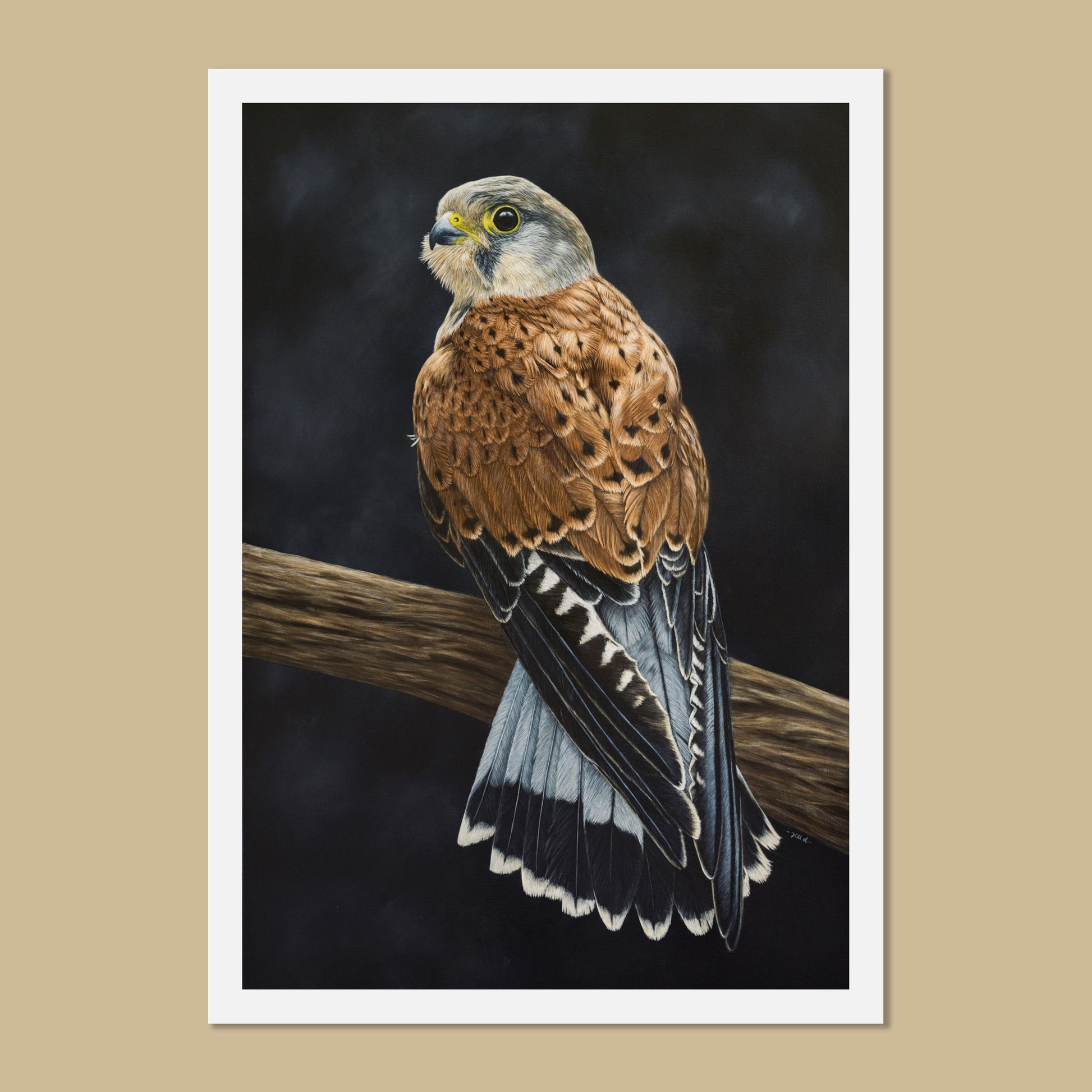 Male Common Kestrel Art Print by Jill Dimond Falco Tinnunculus