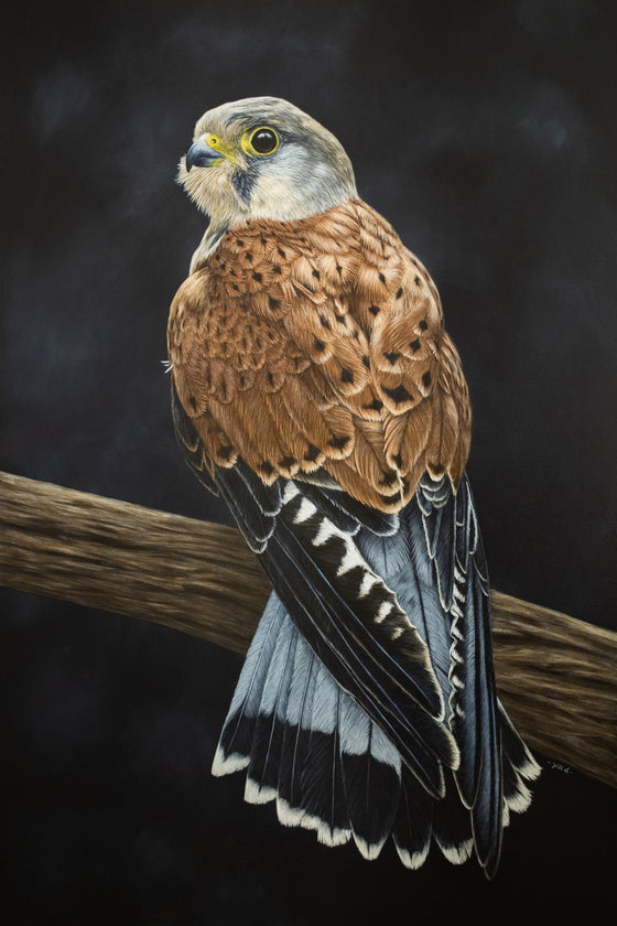 Acrylic painting of a male common kestrel sat on a branch, looking left, by Jill Dimond