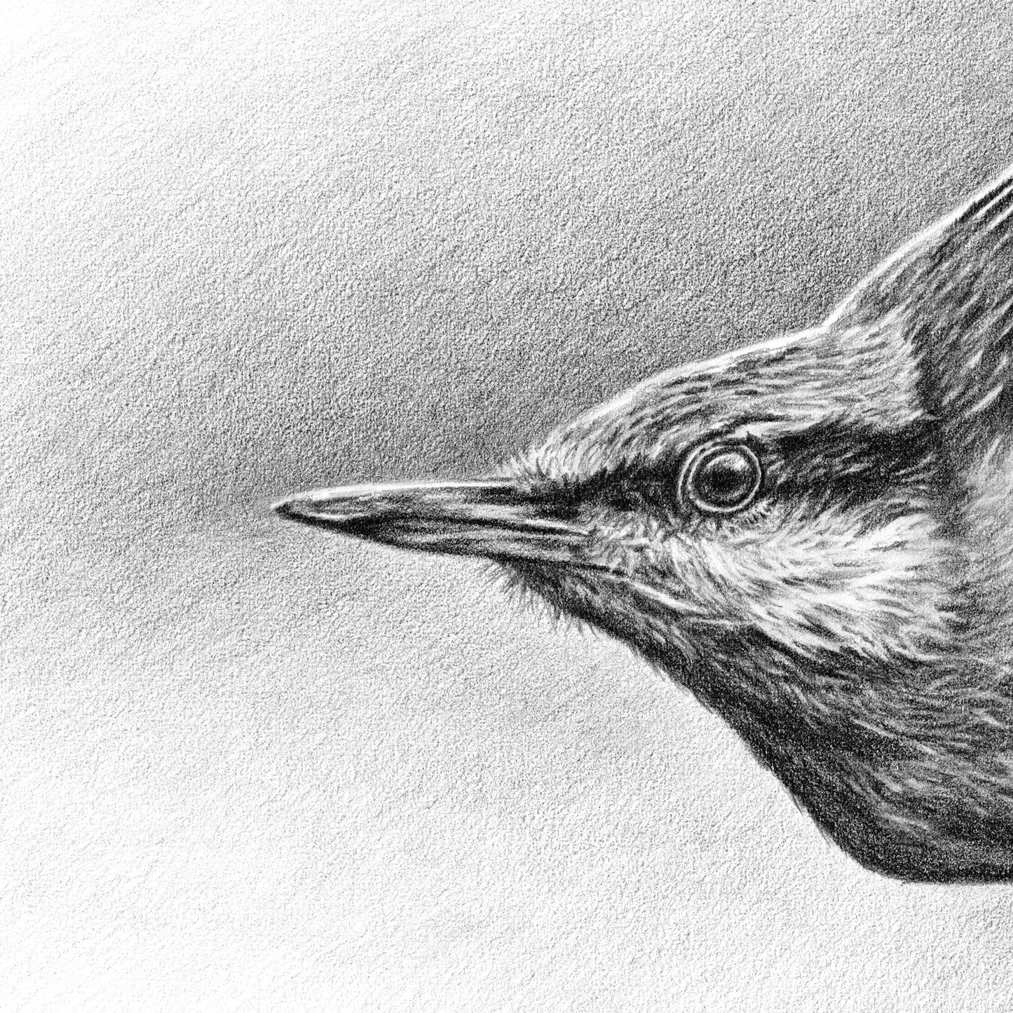 Eurasian Nuthatch Greeting Card (Sitta Europaea)