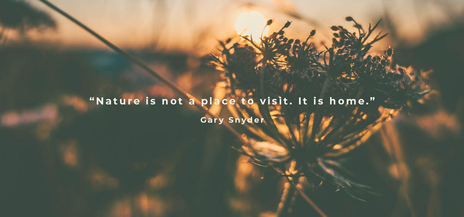 Nature is not a place to visit, it is home - a quote by Gary Snyder on a photo background of golden sunlight backlighting a flower seed head