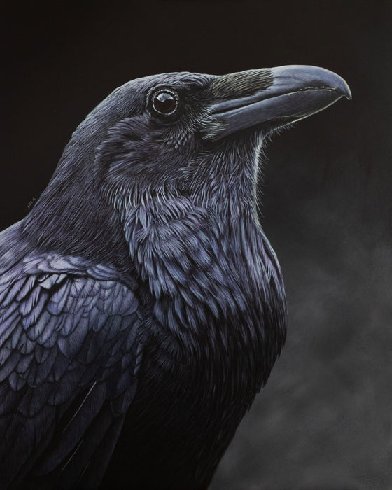 Acrylic painting of a raven body and head by Jill Dimond.  Raven is looking to the right.