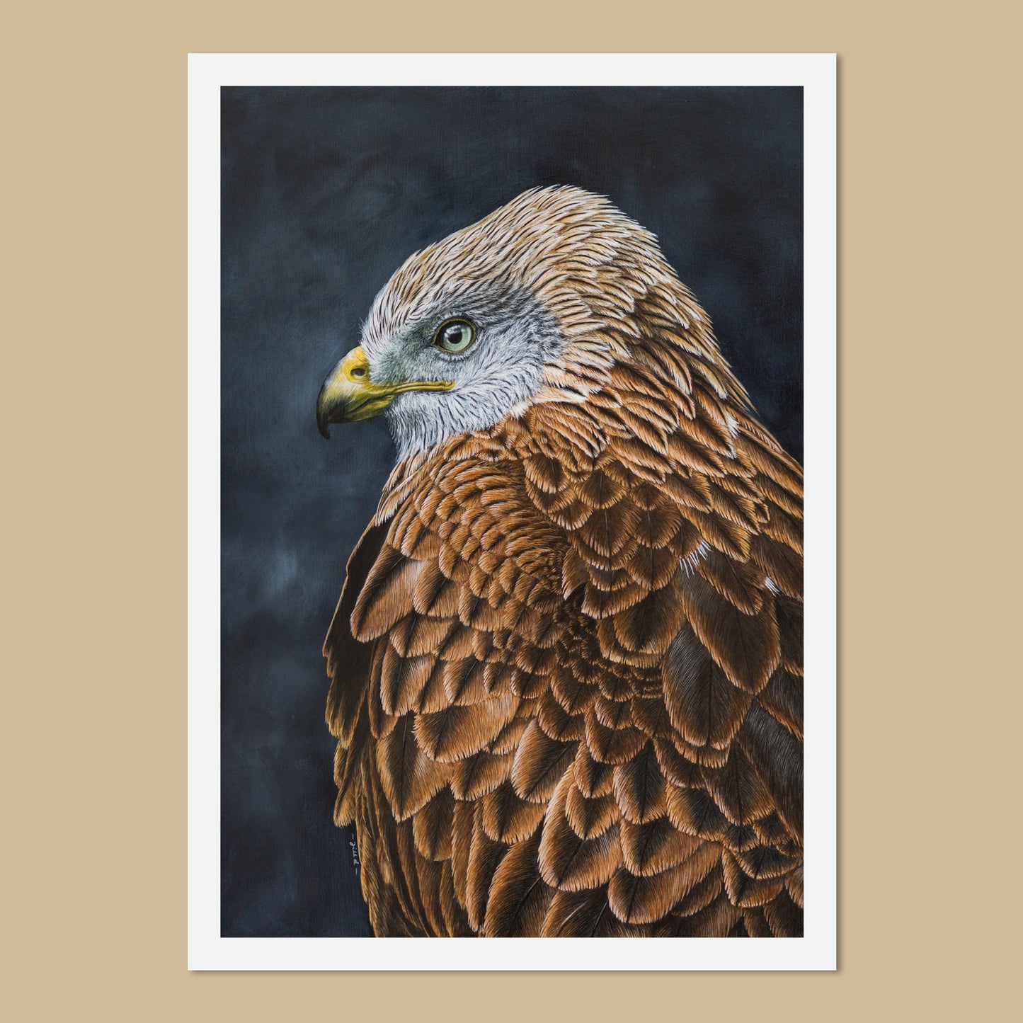 Red Kite Portrait Art Prints by bird artist Jill Dimond