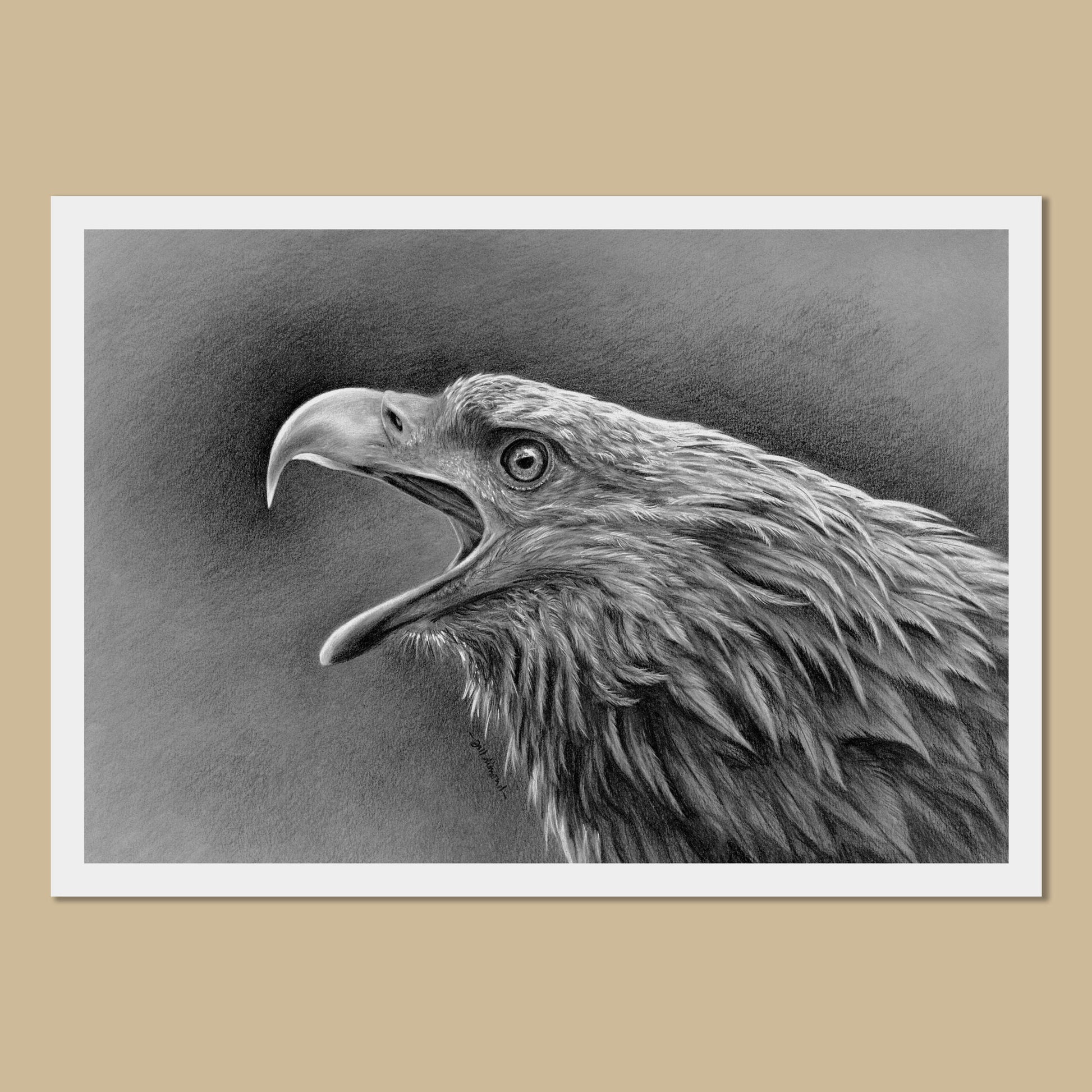 White art print with the image of a charoal drawing of a white-tailed eagle head and shoulders.  The eagle has its mouth open.
