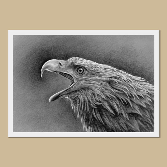 White art print with the image of a charoal drawing of a white-tailed eagle head and shoulders.  The eagle has its mouth open.