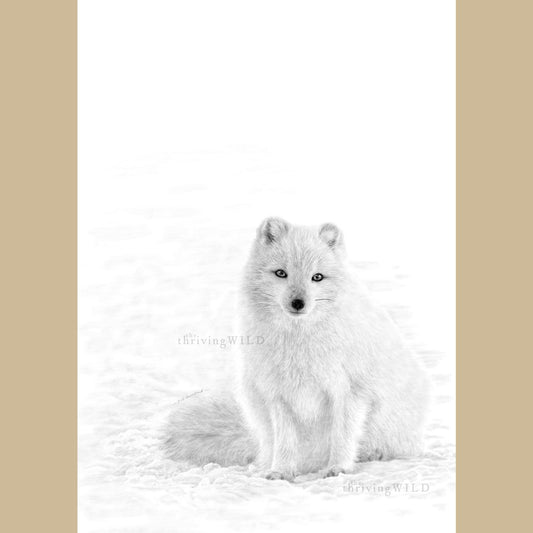 Arctic Fox Drawing Procreate Digital - The Thriving Wild