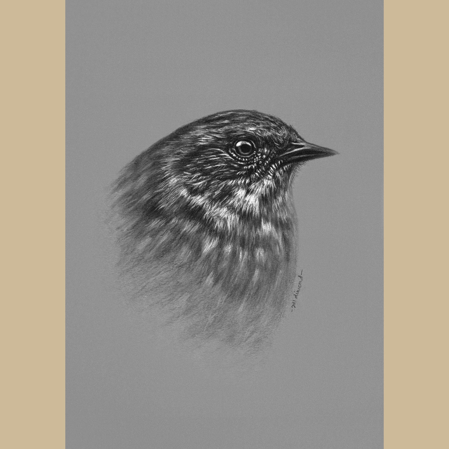 Dunnock Hedge Sparrow Charcoal Drawing - The Thriving Wild - Jill Dimond
