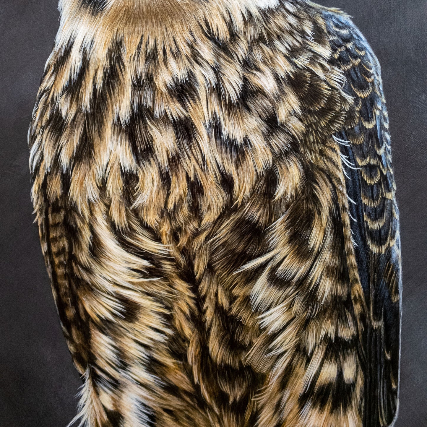 Eurasian Hobby Painting Close-up 2 - Jill Dimond - The Thriving Wild