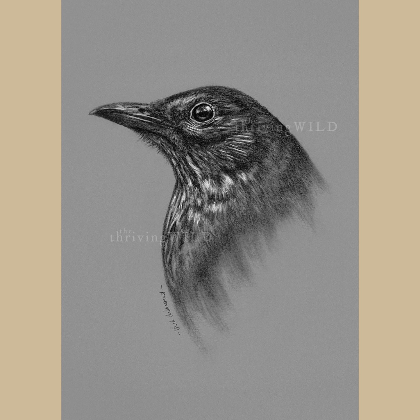 Female Blackbird Charcoal Drawing - The Thriving Wild - Jill Dimond