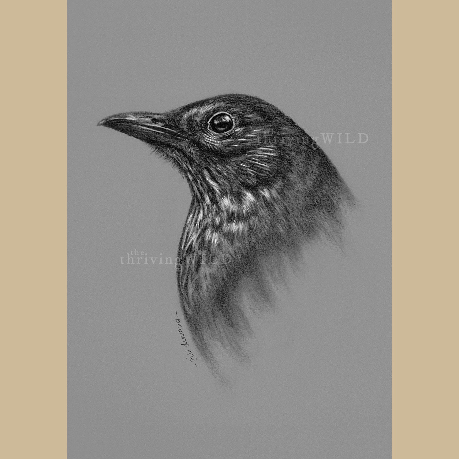 Female Blackbird Charcoal Drawing - The Thriving Wild - Jill Dimond