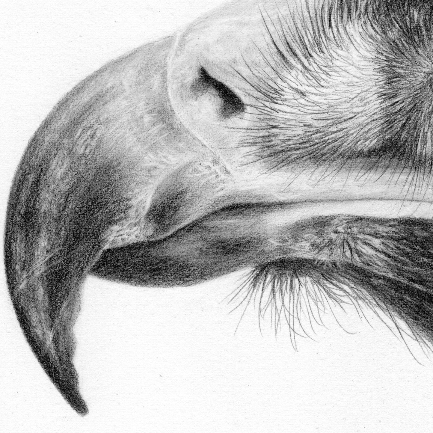 Golden Eagle Drawing Close-up 2 - Jill Dimond