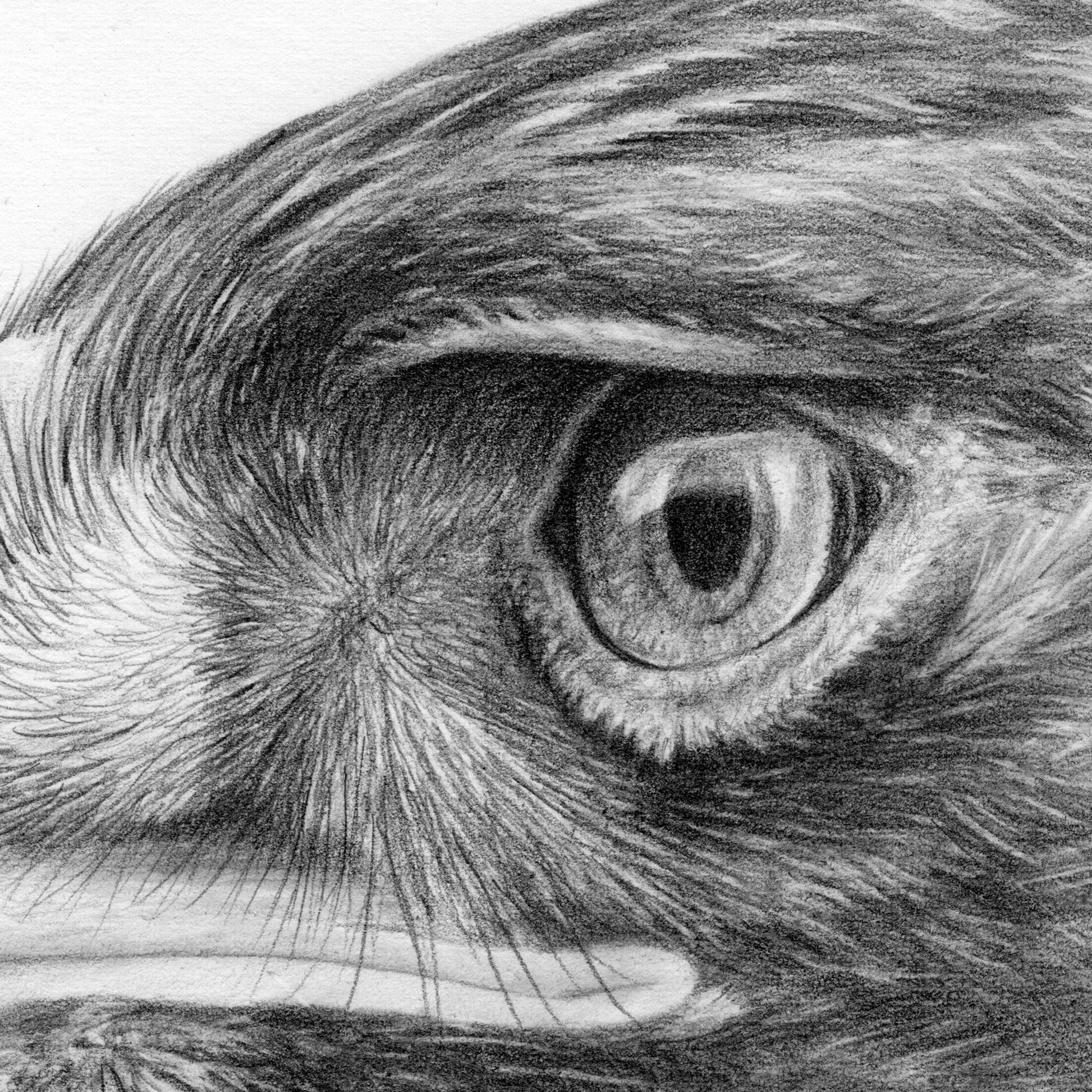 Golden Eagle Drawing close-up 1 - Jill Dimond