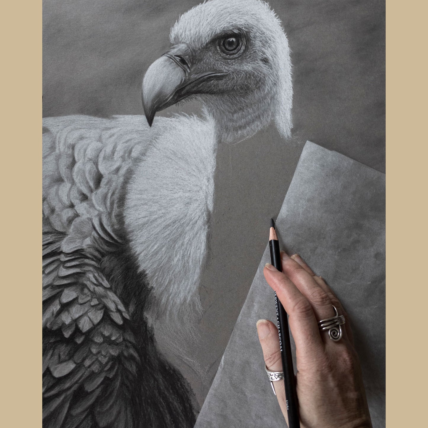 Griffon Vulture Drawing In Progress - Jill Dimond