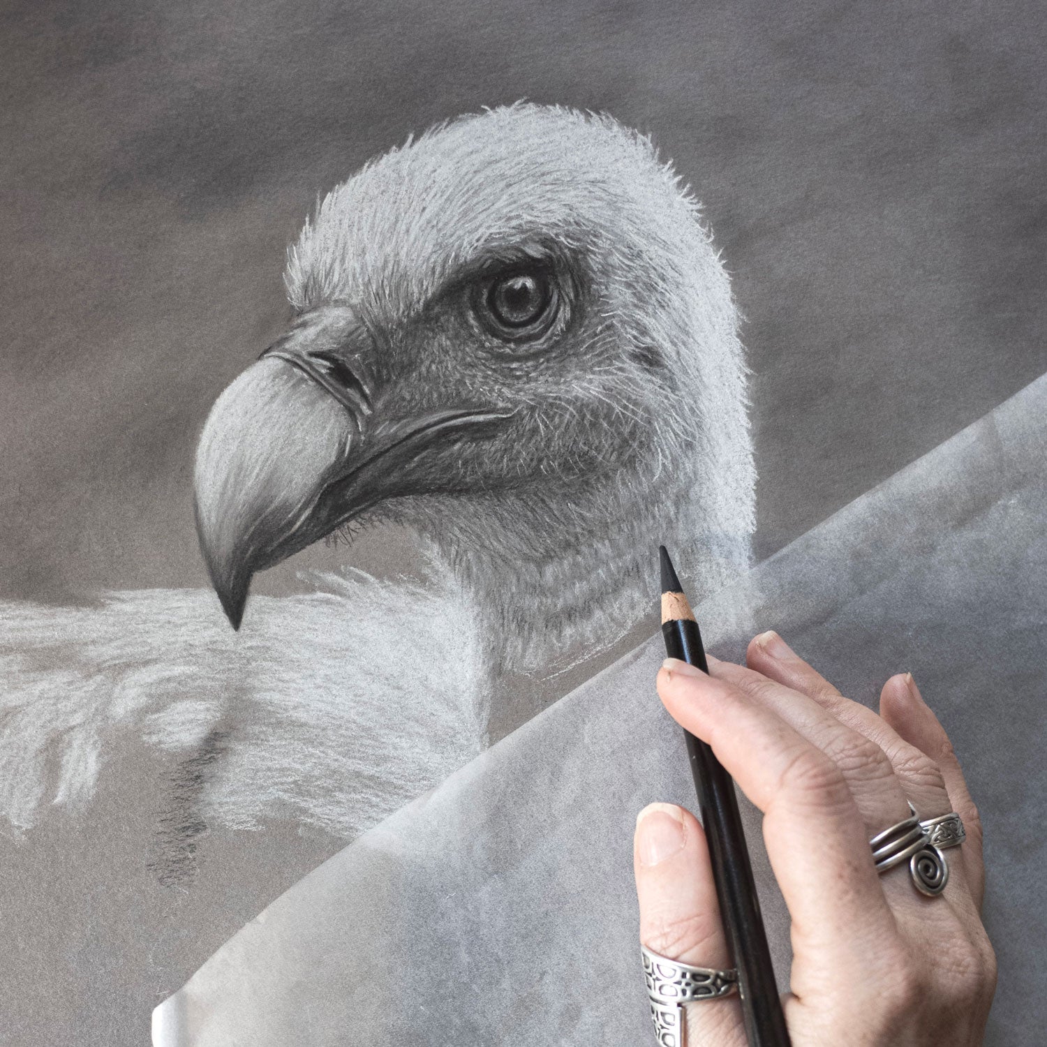 Griffon Vulture Drawing In Progress 1 - Jill Dimond