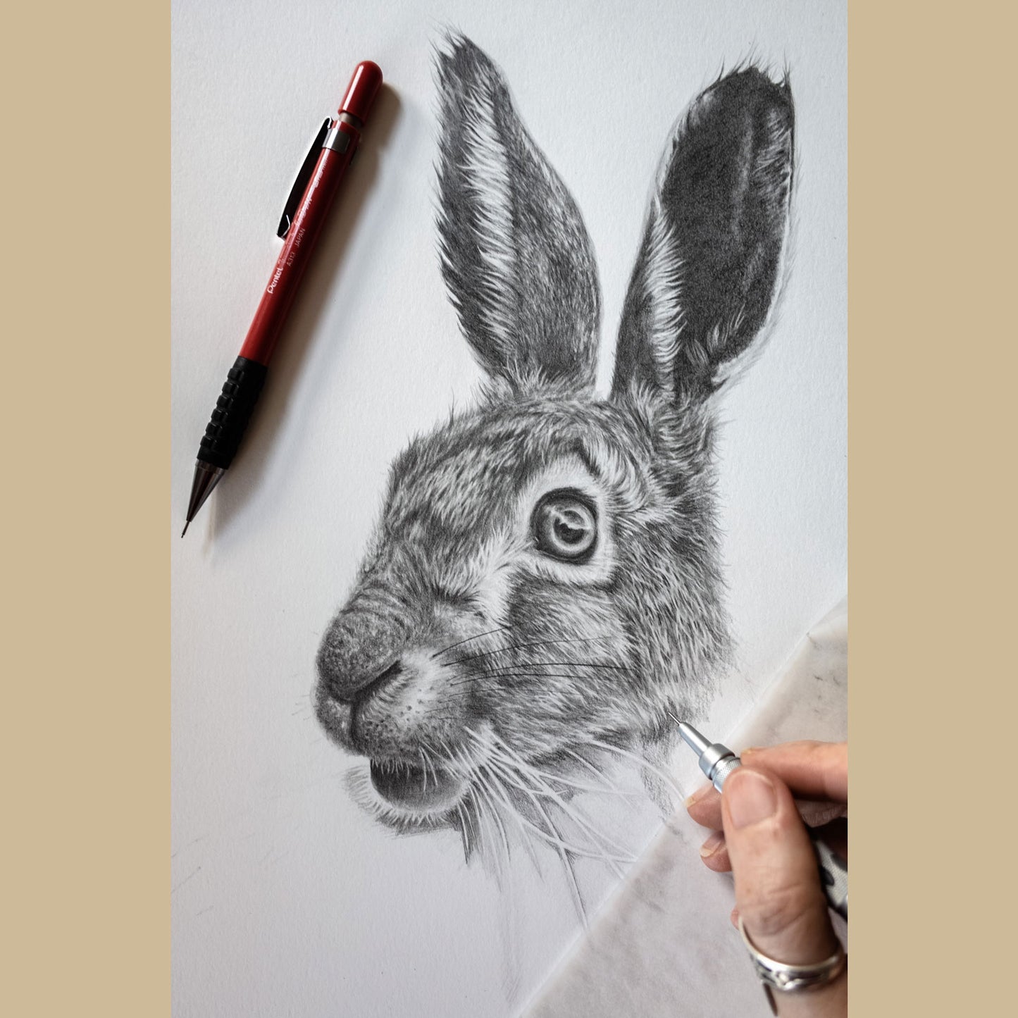 Hare Pencil Drawing in Progress - The Thriving Wild