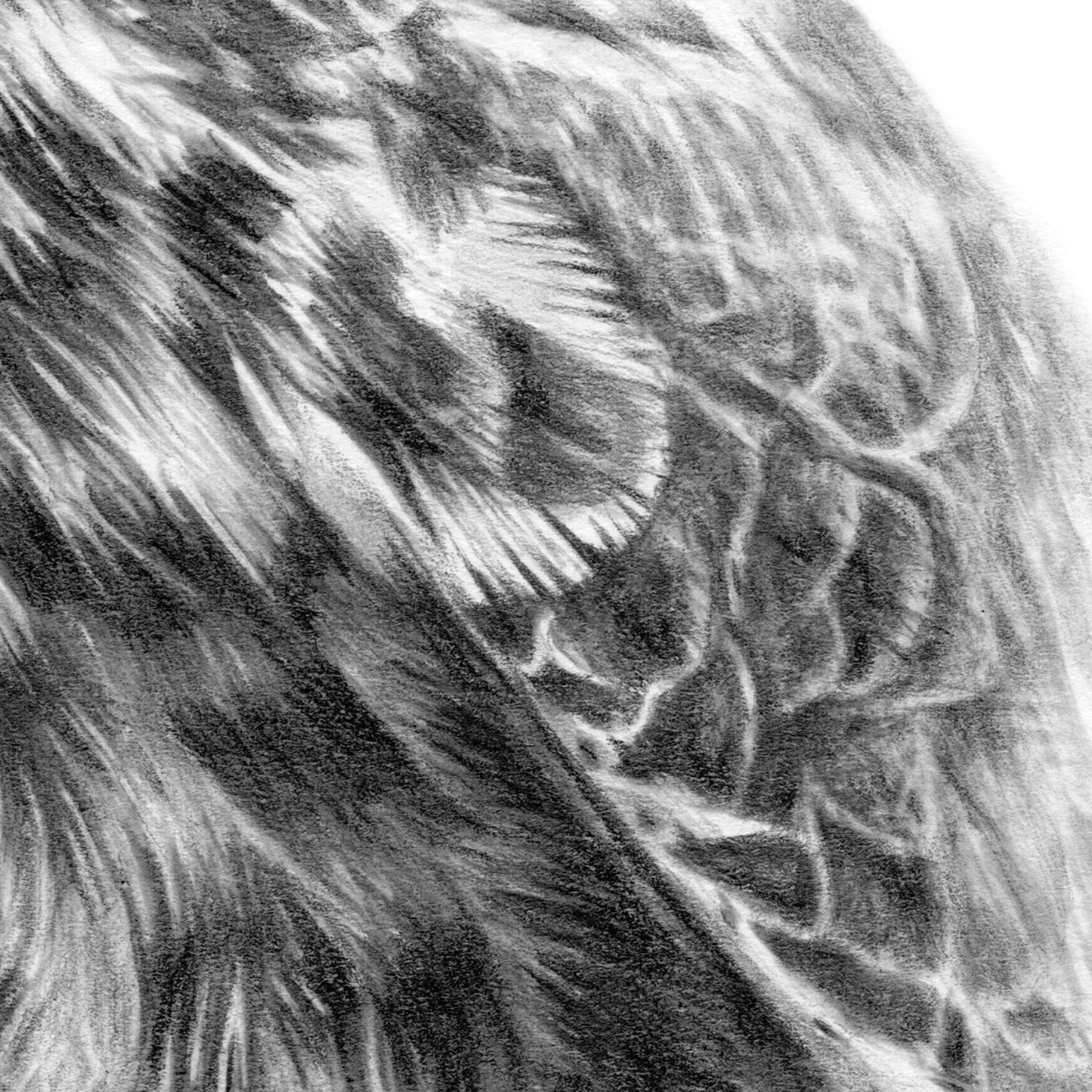 Hobby Feathers Drawing Close-up - The Thriving Wild