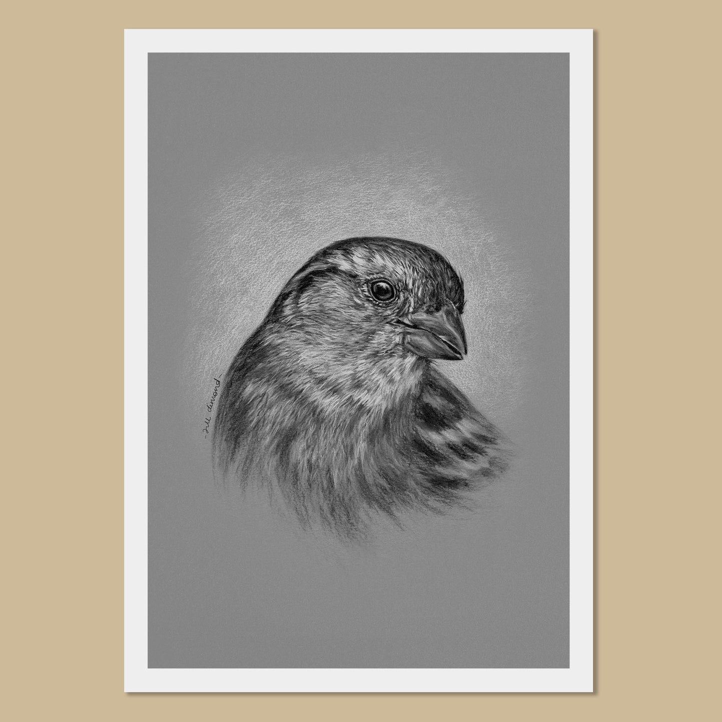 House Sparrow Art Prints - The Thriving Wild - Jill Dimond