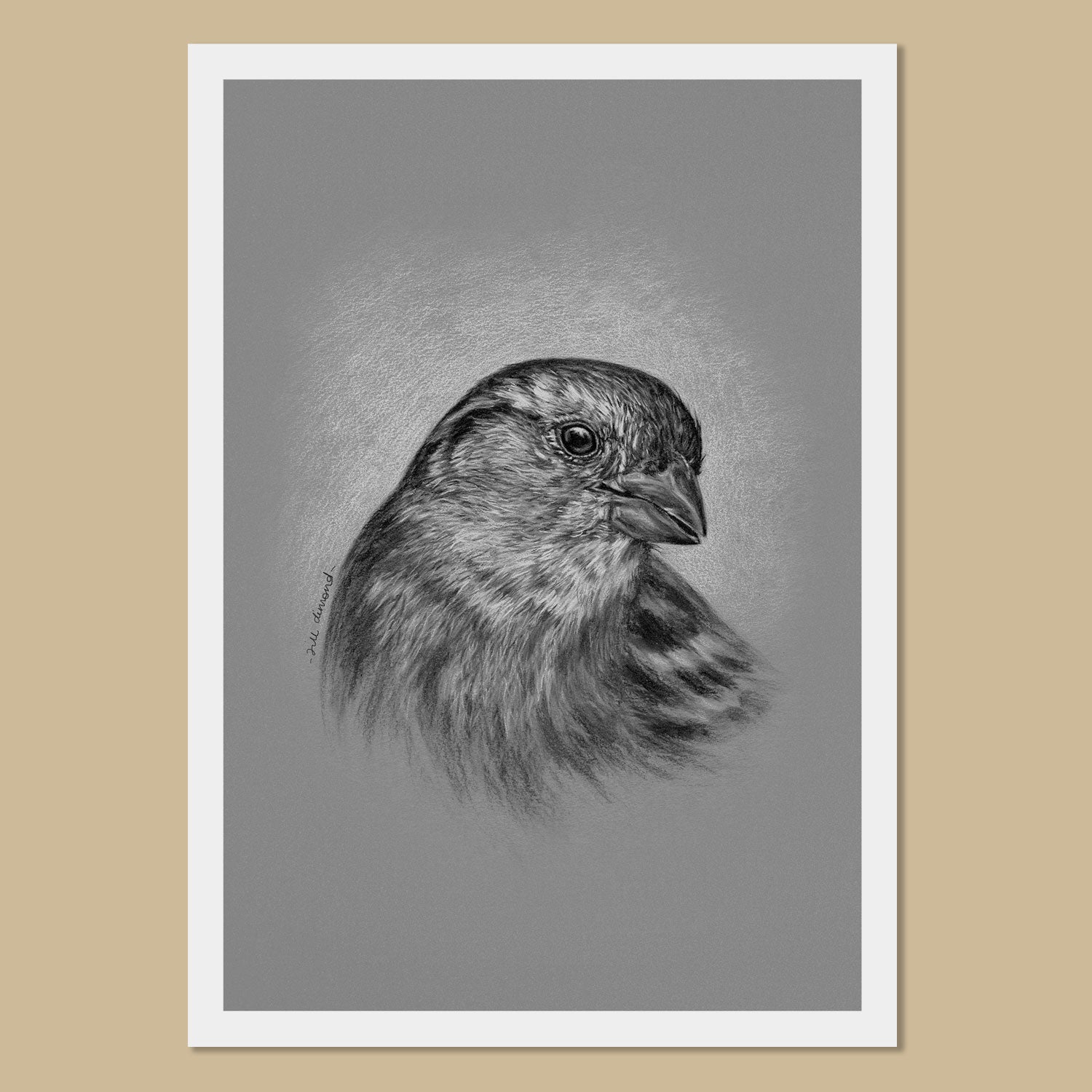 House Sparrow Art Prints - The Thriving Wild - Jill Dimond