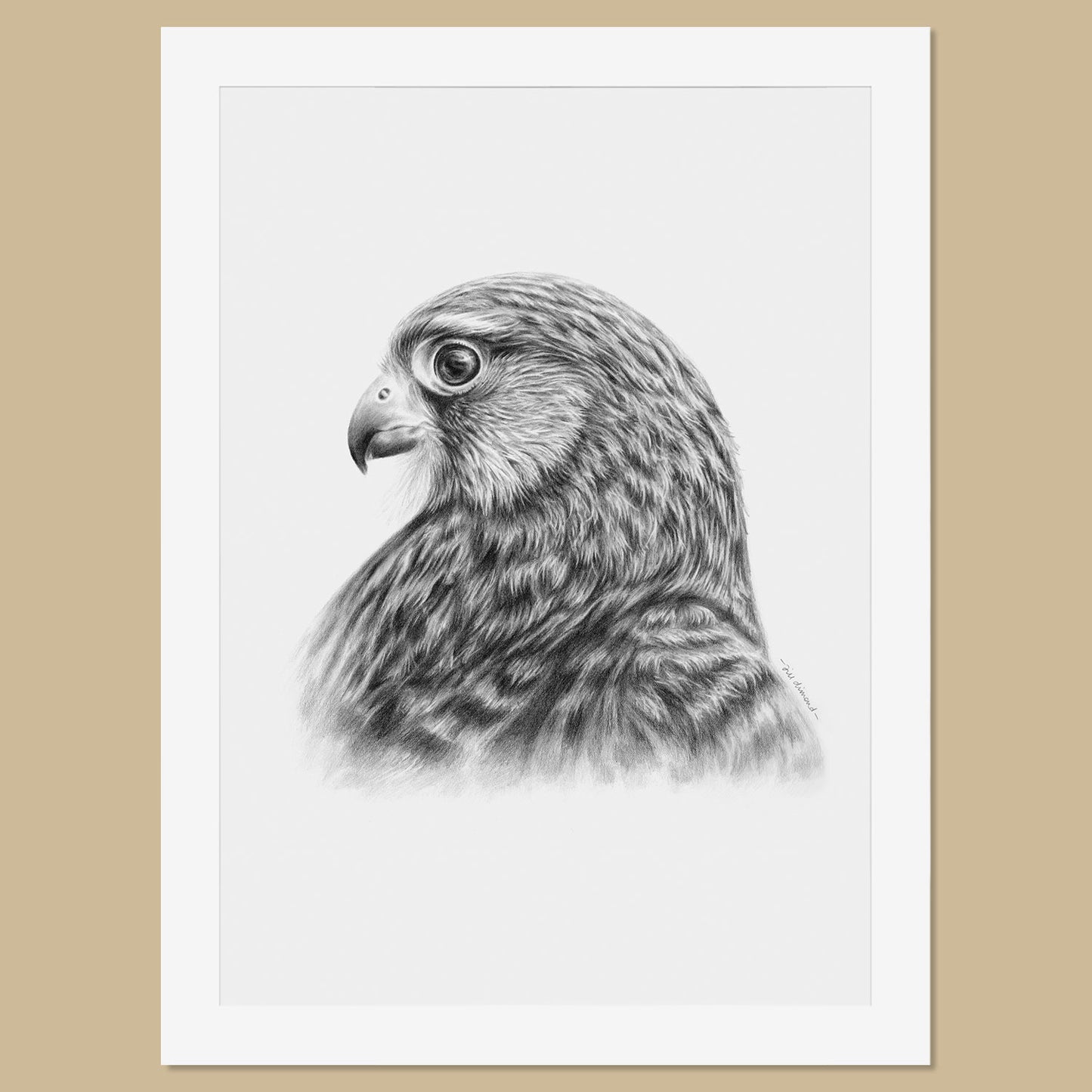 Original Female Kestrel Pencil Drawing - The Thriving Wild