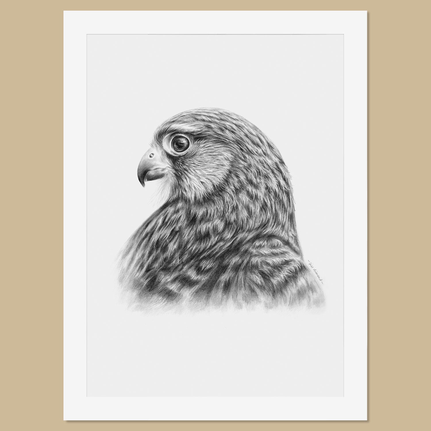 Original Female Kestrel Pencil Drawing - The Thriving Wild