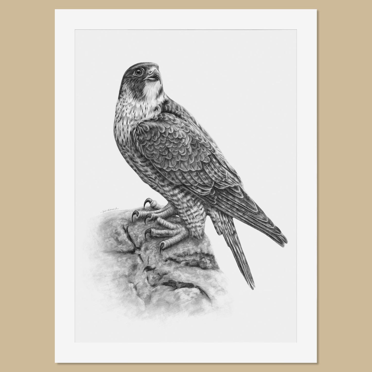 Original Peregrine Pencil Drawing - The Thriving Wild - Jill Dimond