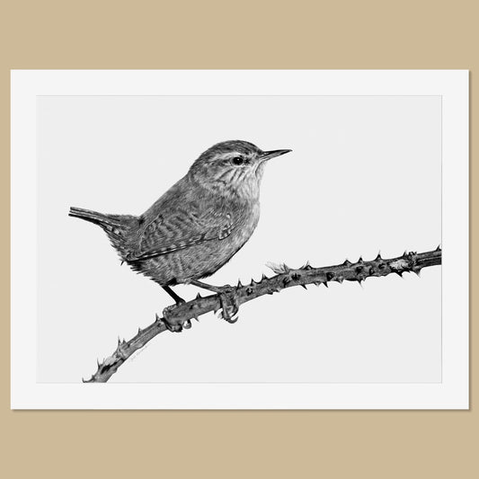 Original Wren Pencil Drawing - The Thriving Wild