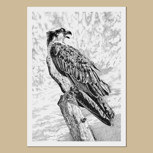 Osprey Art Prints - The Thriving Wild