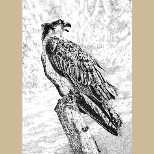 Osprey Pen Stippling Drawing - The Thriving WIld