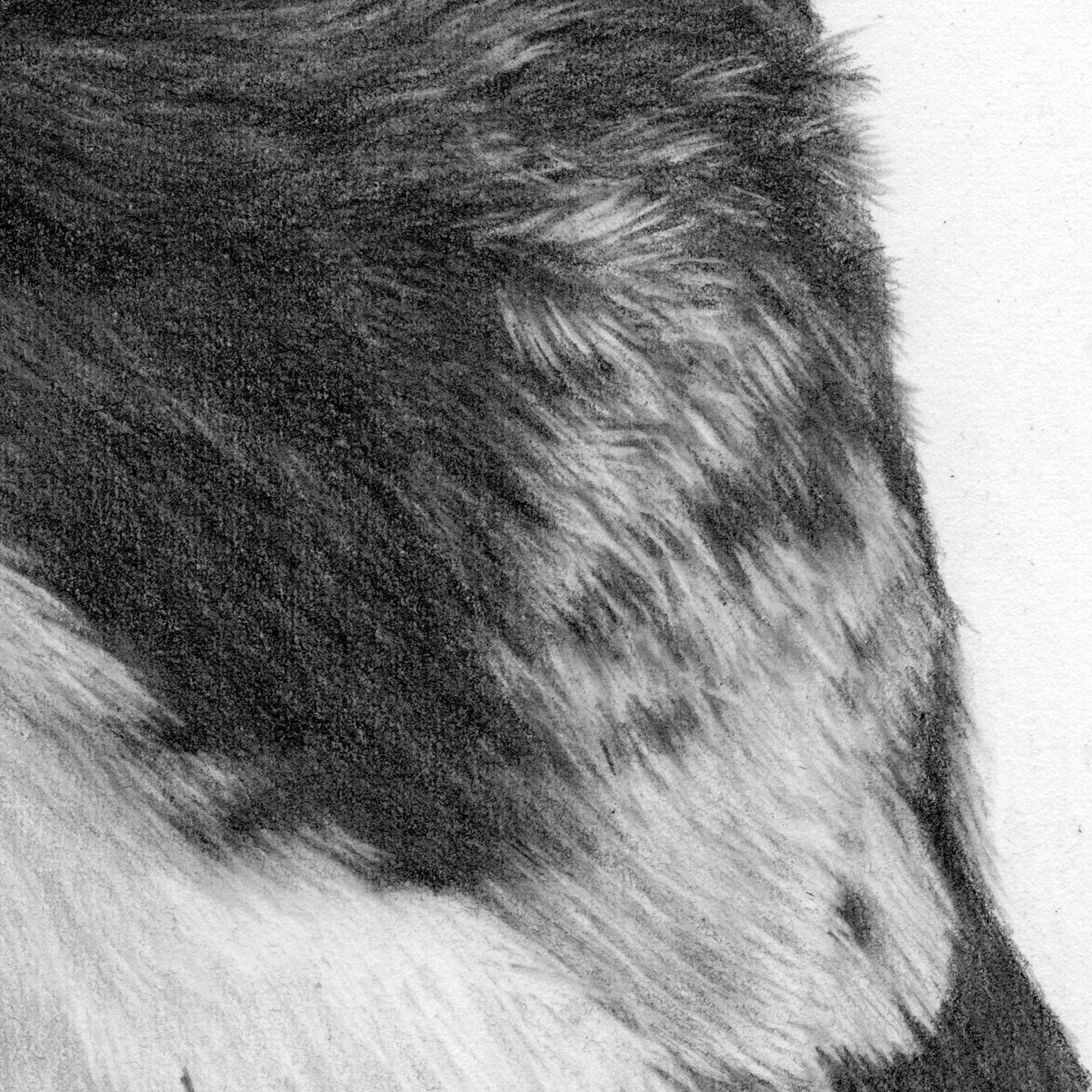 Peregrine Drawing Close-up 3 - Jill Dimond - TheThrivingWild
