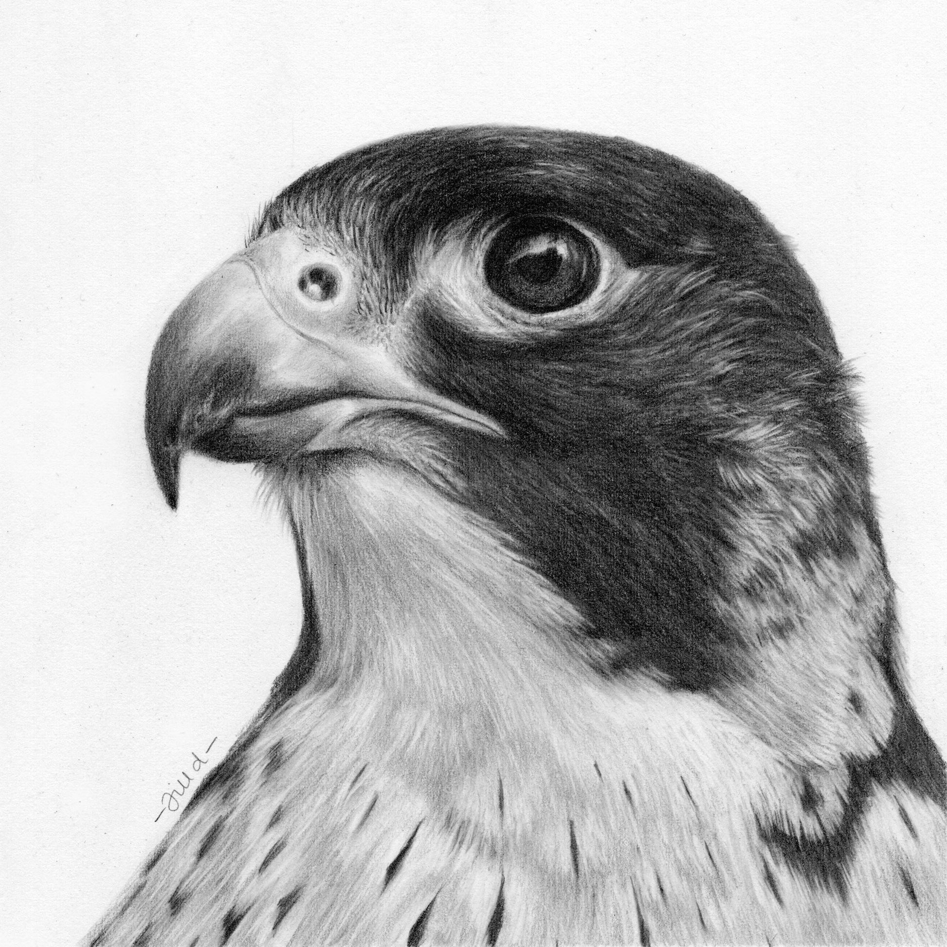 Peregrine Graphite Drawing - Jill Dimond - TheThrivingWild