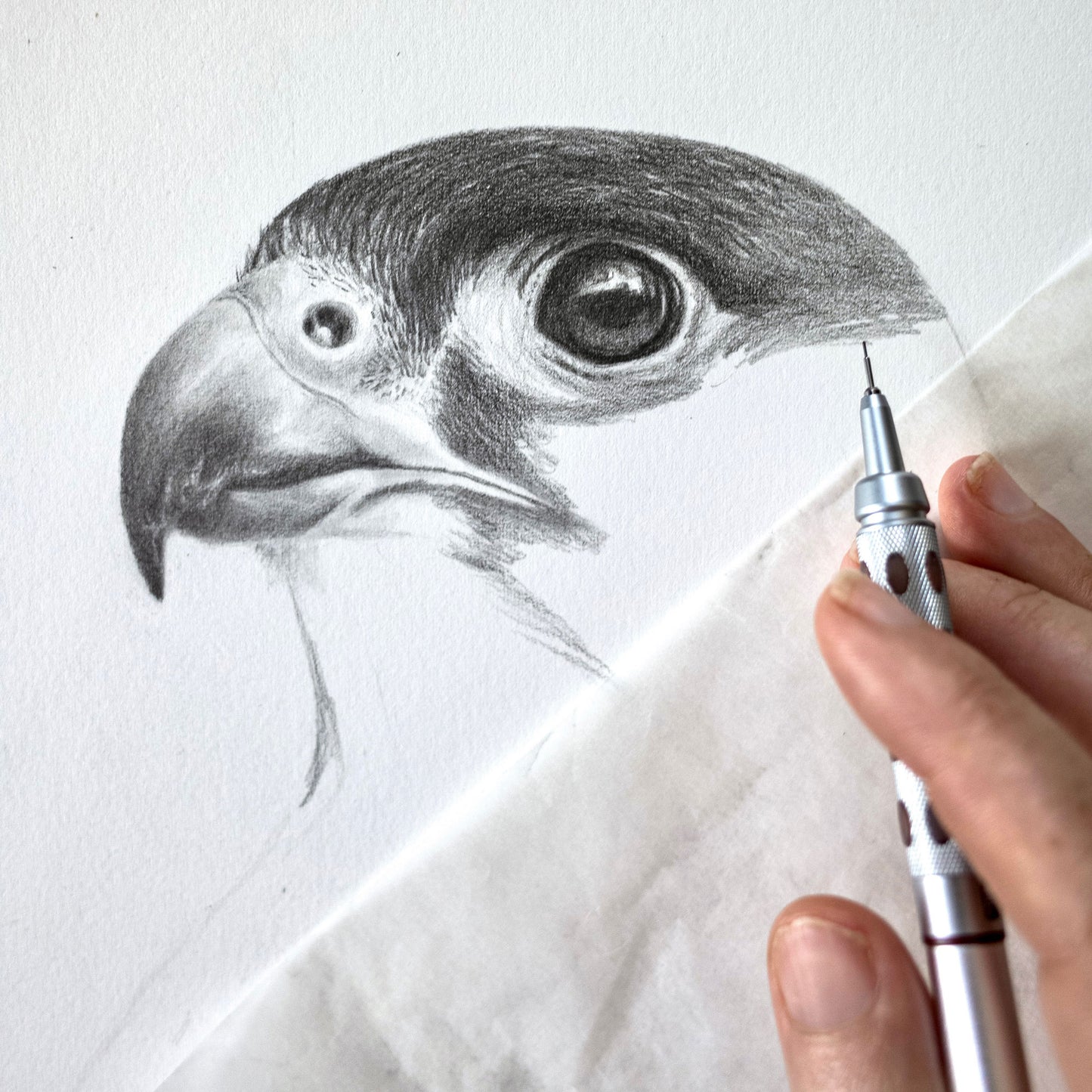Peregrine pencil drawing in progress - Jill Dimond - TheThrivingWild