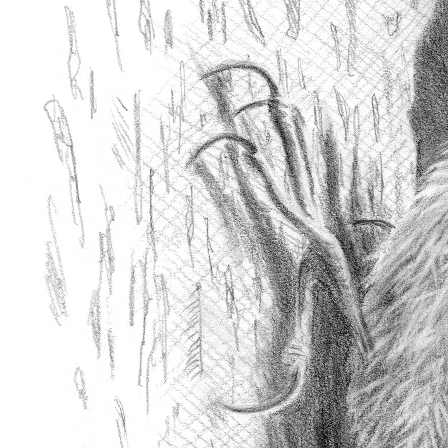 Treecreeper Bird Drawing Close-up 2