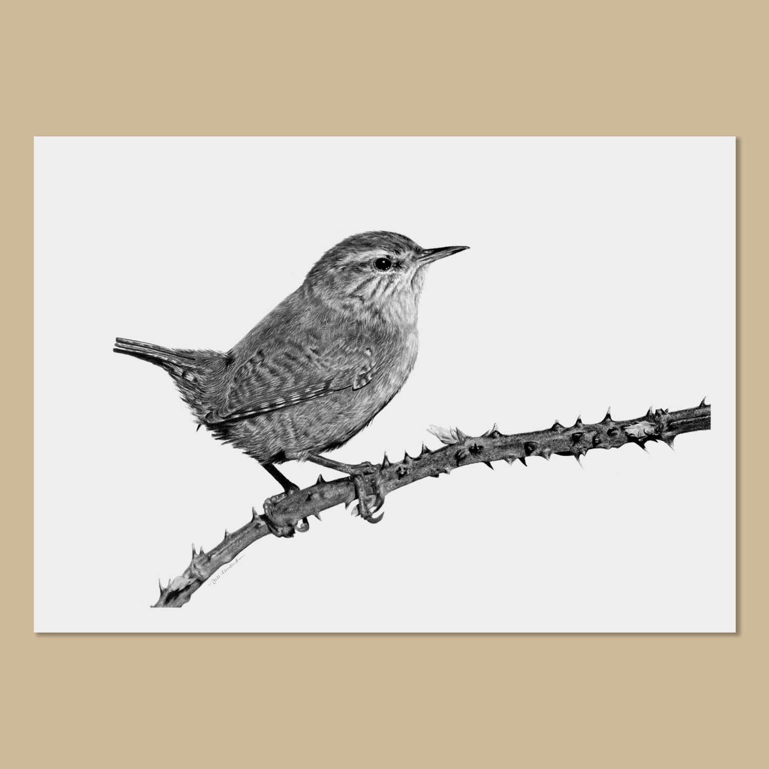 Wren Art Prints (B&W) - The Thriving Wild