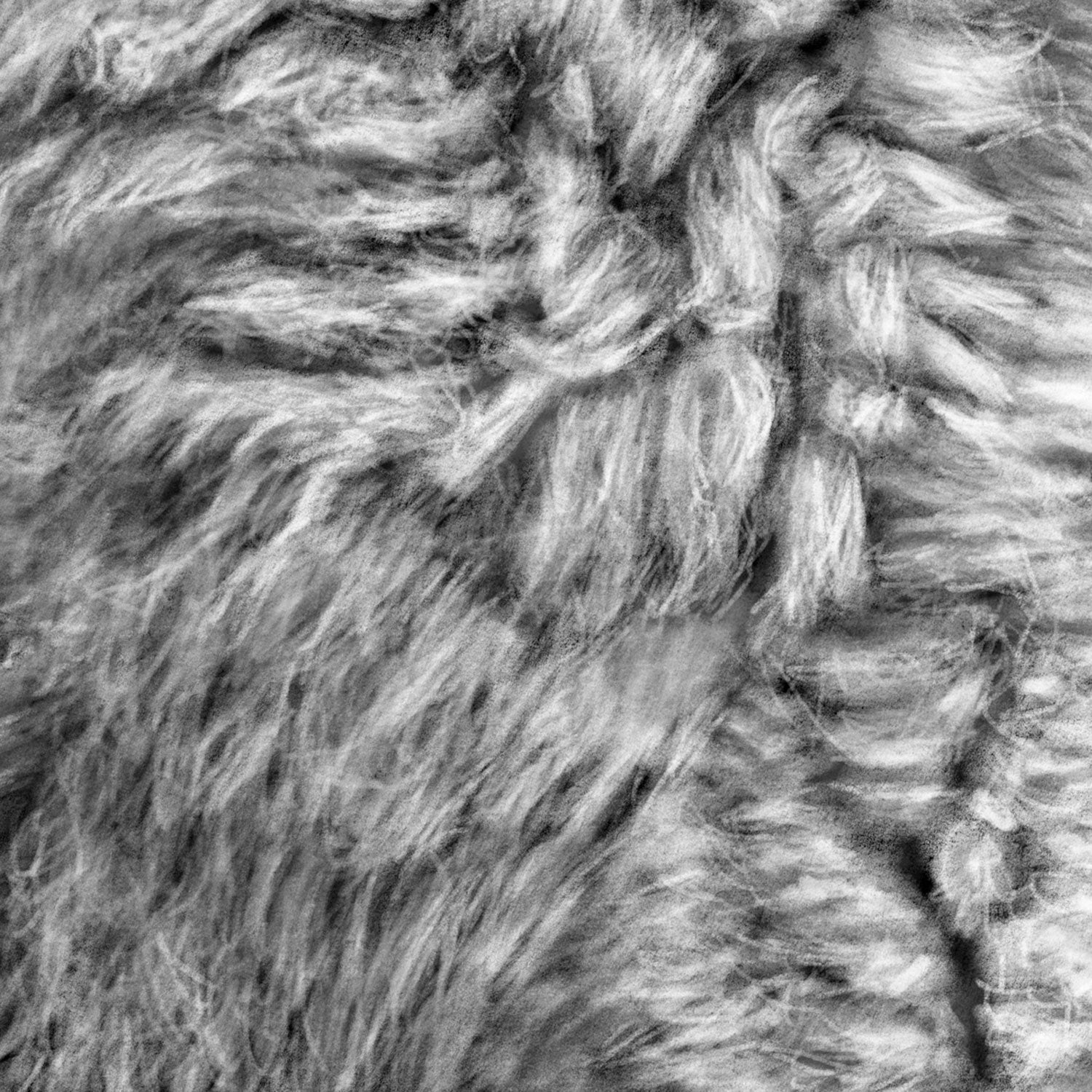 Wolf Fur Drawing Close-up - The Thriving Wild