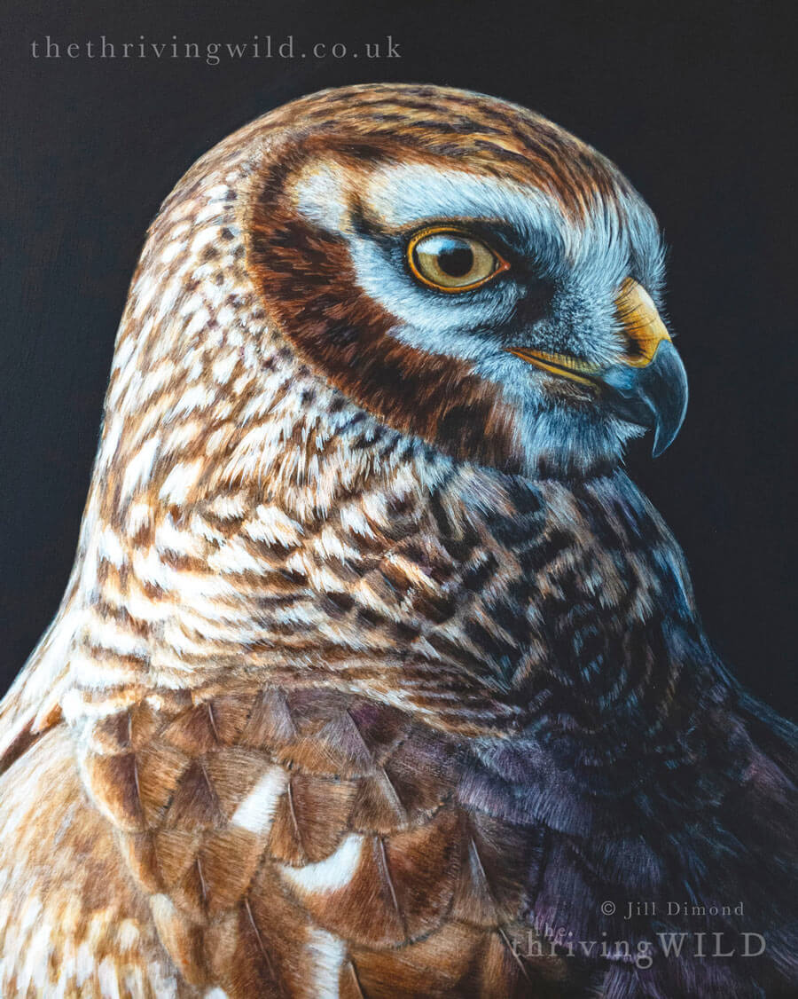 Birds of Prey
