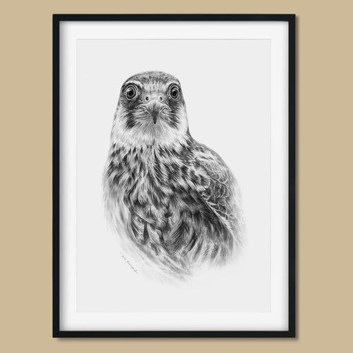 Hobby Original Bird Drawing - The Thriving Wild