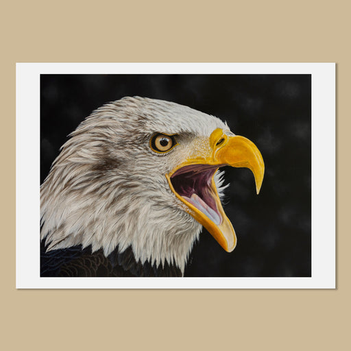 Bald Eagle Portrait Art Print by Jill Dimond Haliaeetus leucocephalus