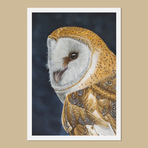 Barn Owl Portrait Art Prints - Bird Artist Jill Dimond
