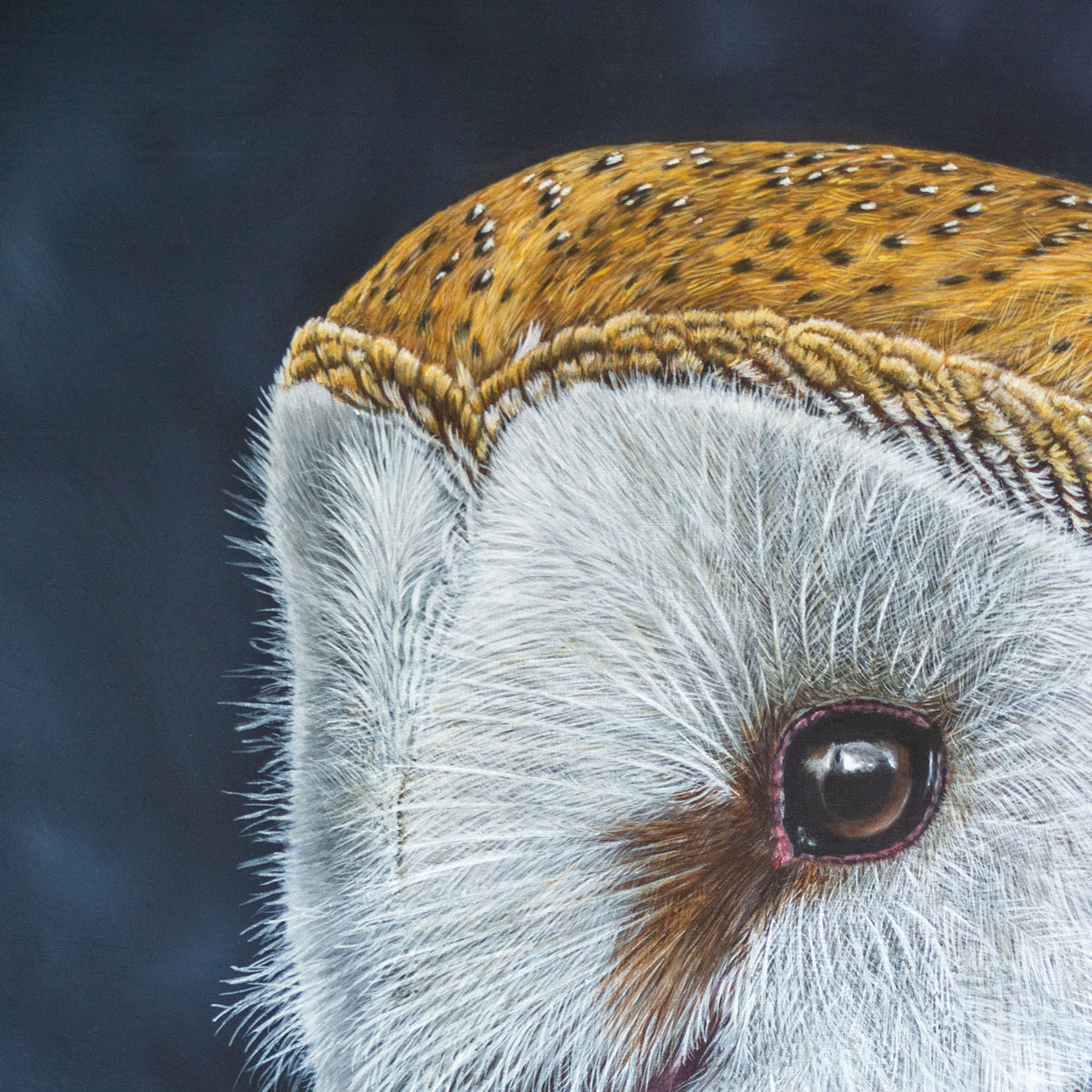 Barn Owl portrait Painting Close-up 3 - Jill Dimond