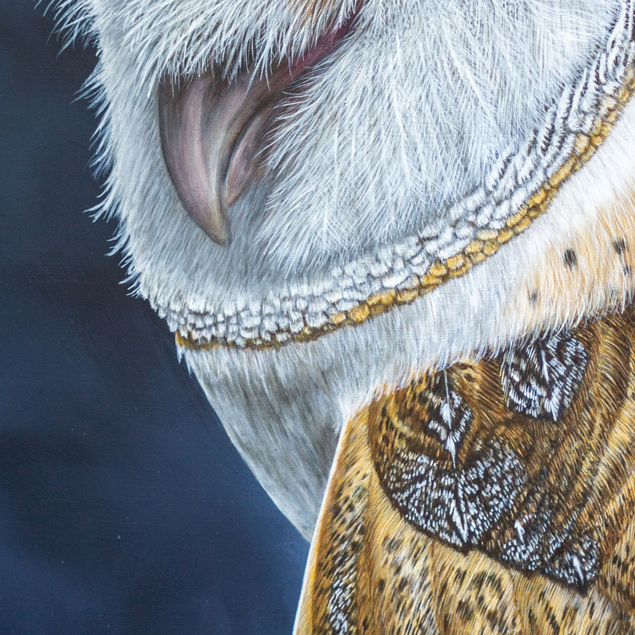 Barn owl portrait painting close-up 2 - Jill Dimond