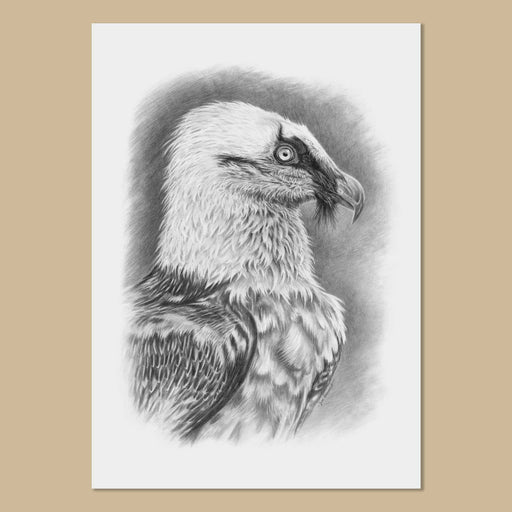 Black and white drawing of a bearded vulture large bird on white paper